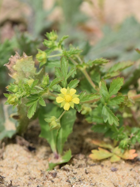Image of Potentilla supina