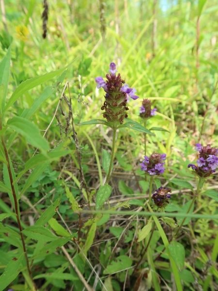 Image of Prunella vulgaris var. lanceolata