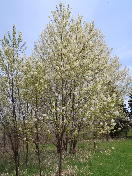 Image of Prunus pensylvanica