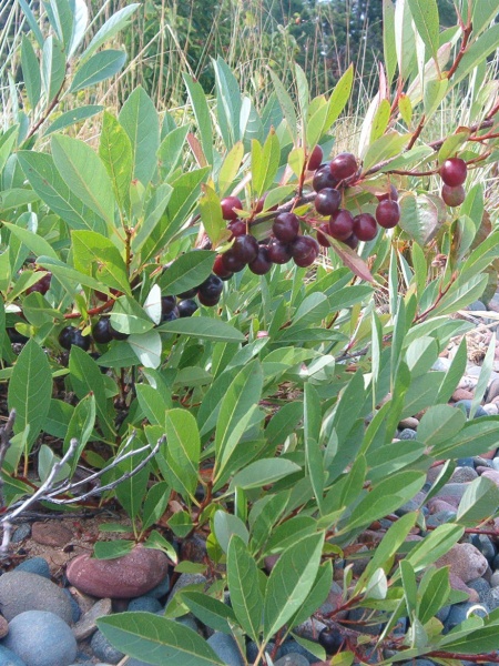 Image of Prunus pumila