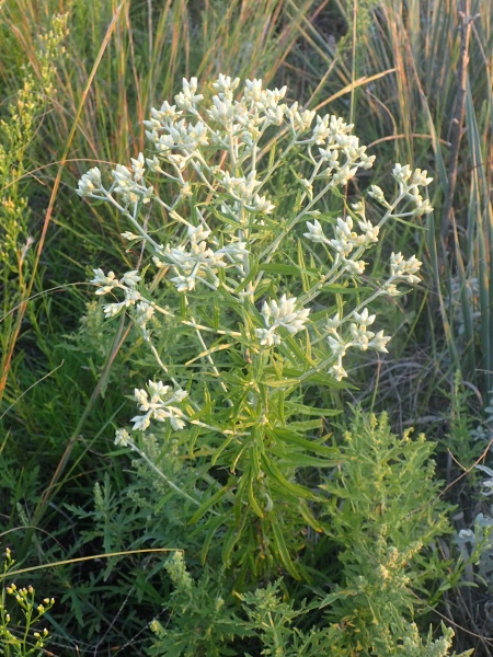 Image of Pseudognaphalium obtusifolium