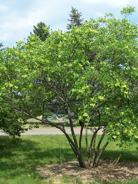 Image of Ptelea trifoliata