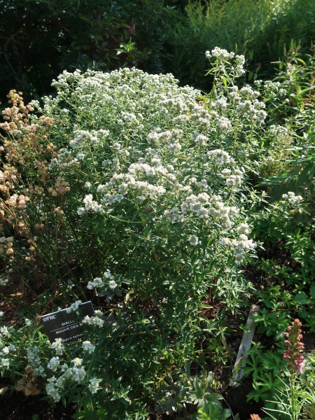 Image of Pycnanthemum virginianum