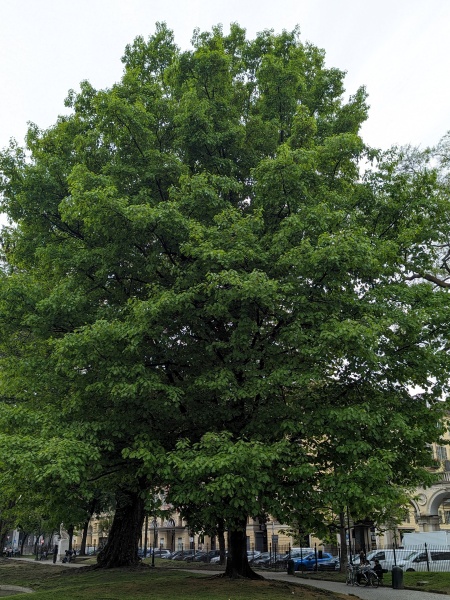 Image of Quercus rubra