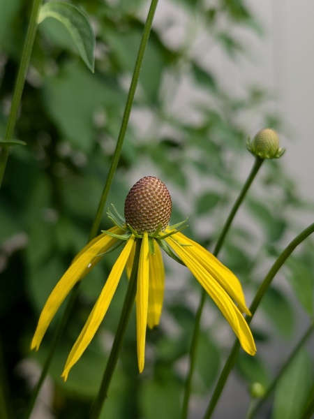Image of Ratibida pinnata