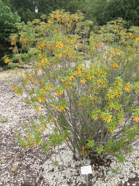 Image of Rhododendron groenlandicum