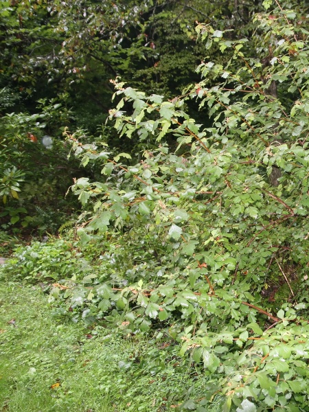 Image of Rhus aromatica