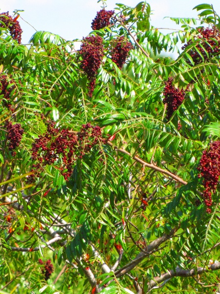 Image of Rhus copallinum