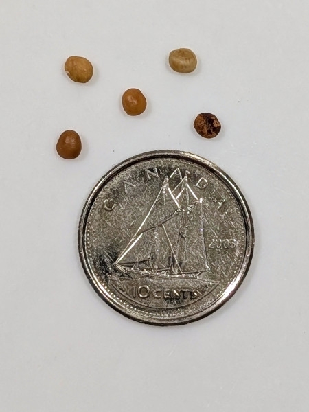 Image of Rhus copallinum