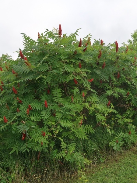 Image of Rhus typhina