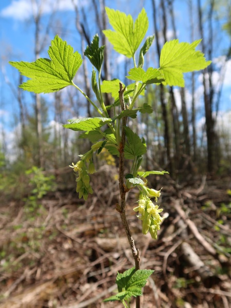 Image of Ribes americanum