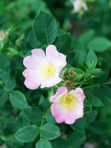 Image of Rosa blanda