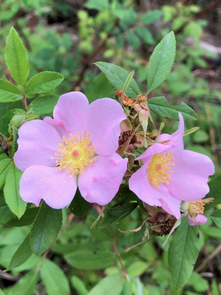 Image of Rosa palustris
