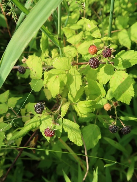 Image of Rubus occidentalis