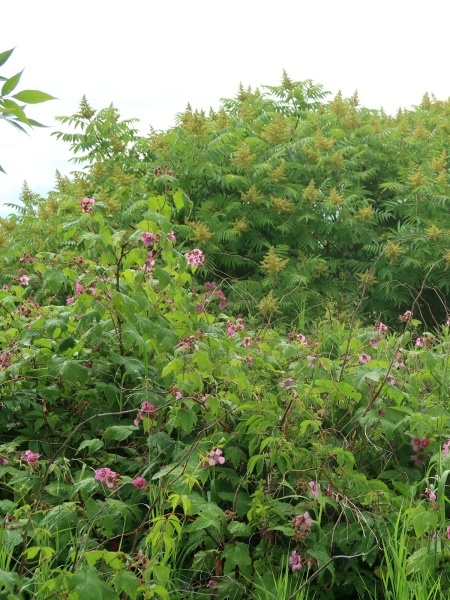 Image of Rubus odoratus