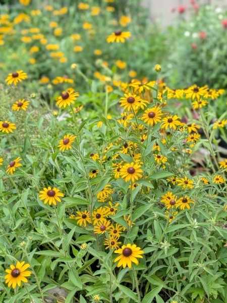 Image of Rudbeckia hirta