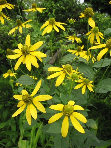 Image of Rudbeckia laciniata