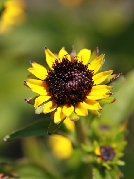 Image of Rudbeckia speciosa wenderoth