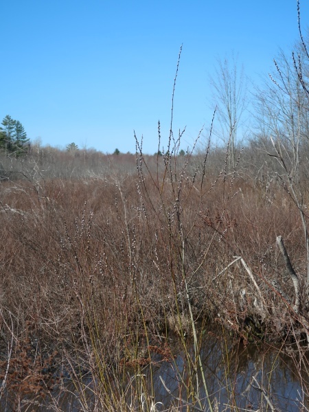 Image of Salix discolor