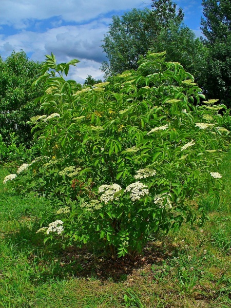 Image of Sambucus canadensis