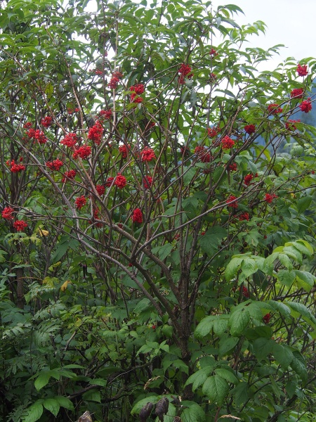 Image of Sambucus racemosa