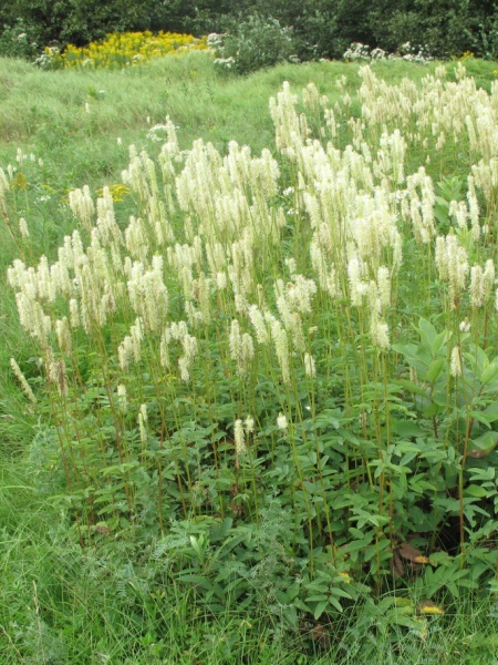 Image of Sanguisorba canadensis