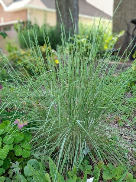 Image of Schizachyrium scoparium