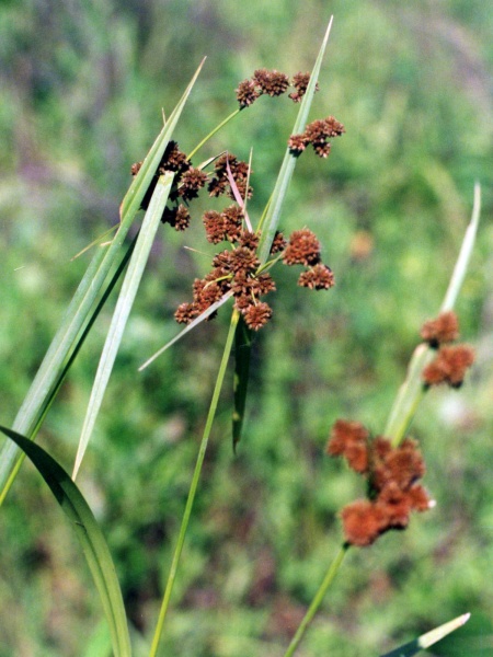 Image of Scirpus atrovirens