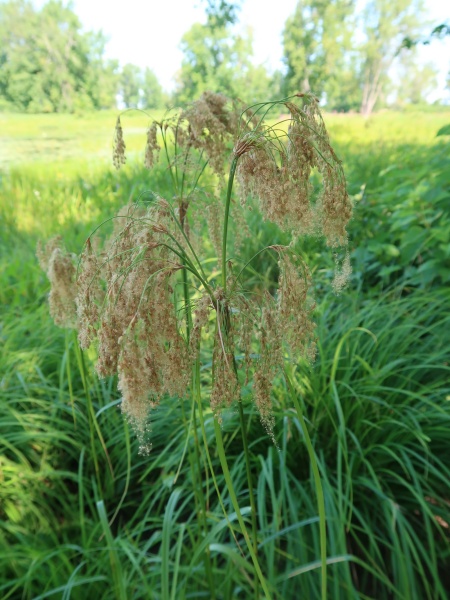 Image of Scirpus cyperinus
