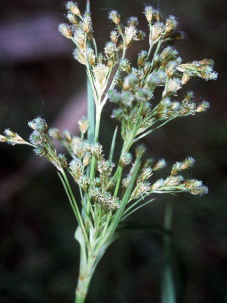 Image of Scirpus pendulus