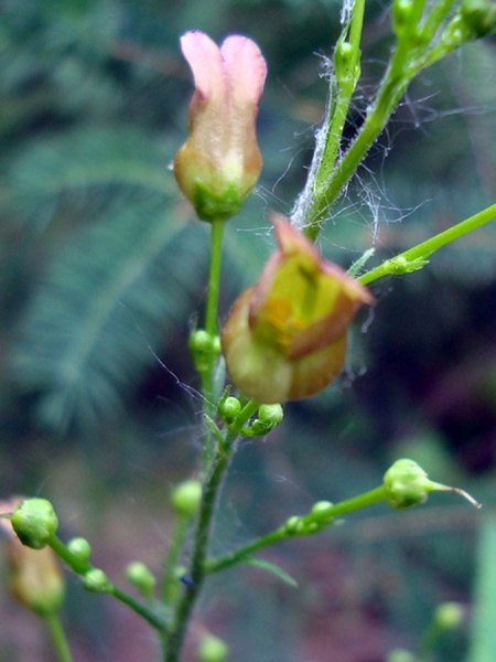 Image of Scrophularia lanceolata