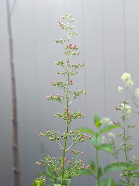 Image of Scrophularia marilandica