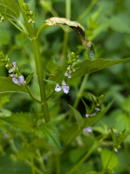 Image of Scutellaria lateriflora
