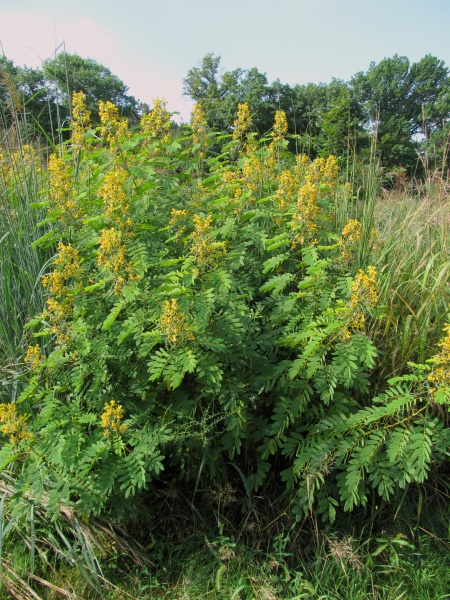 Image of Senna hebecarpa