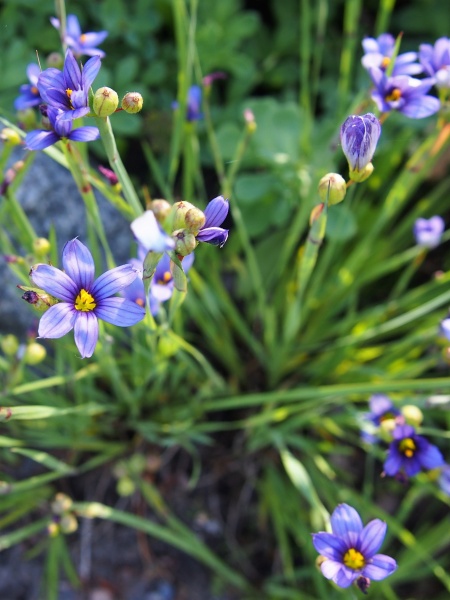 Image of Sisyrinchium angustifolium
