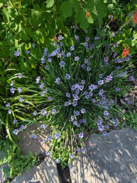 Image of Sisyrinchium montanum