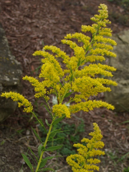 Image of Solidago altissima