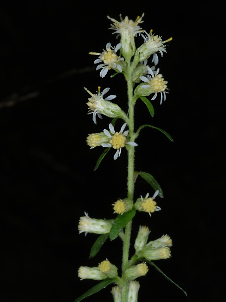 Image of Solidago bicolor