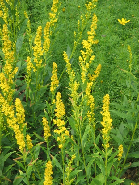 Image of Solidago caesia
