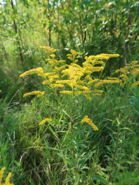 Image of Solidago canadensis
