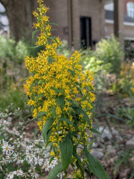 Image of Solidago flexicaulis