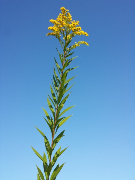Image of Solidago gigantea
