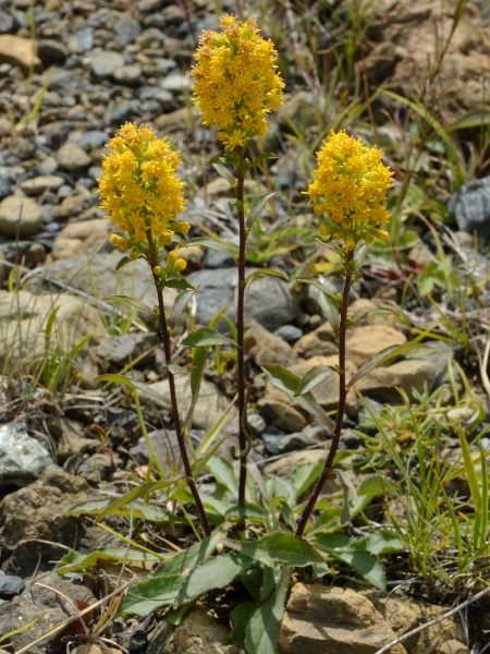 Image of Solidago hispida