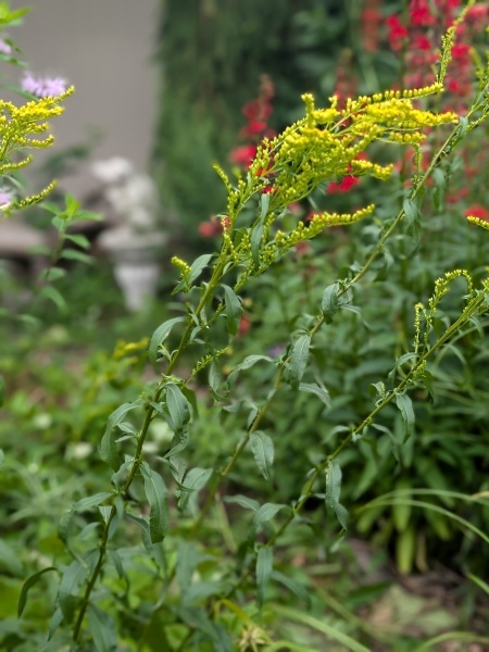 Image of Solidago juncea