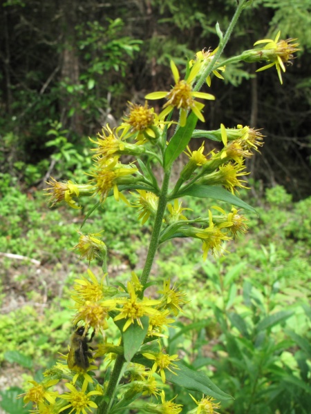 Image of Solidago macrophylla