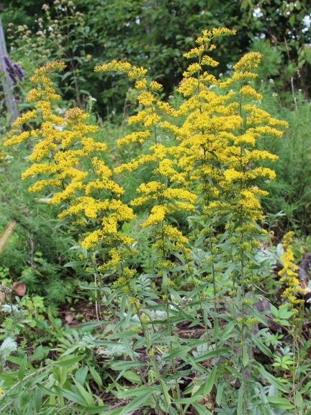 Image of Solidago nemoralis