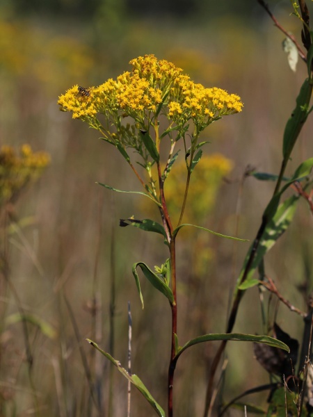 Image of Solidago ohioensis