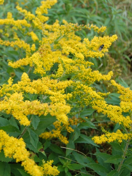 Image of Solidago patula