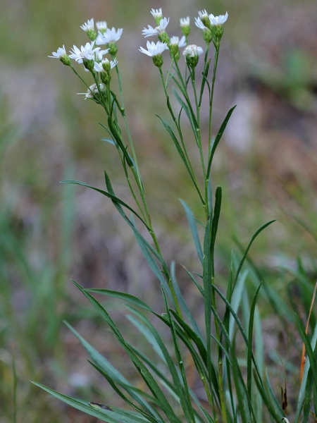 Image of Solidago ptarmicoides