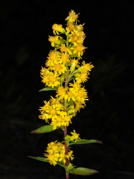 Image of Solidago puberula